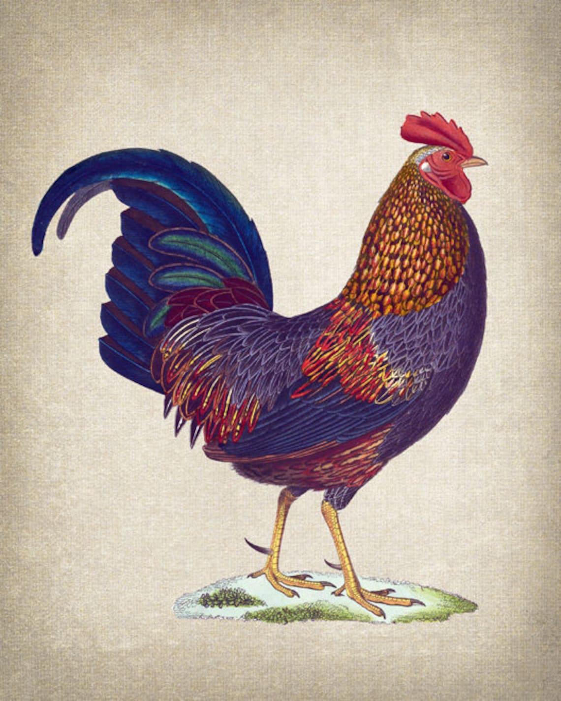 Rooster Antique Bird Illustration, Farmhouse Art Print - Image 2
