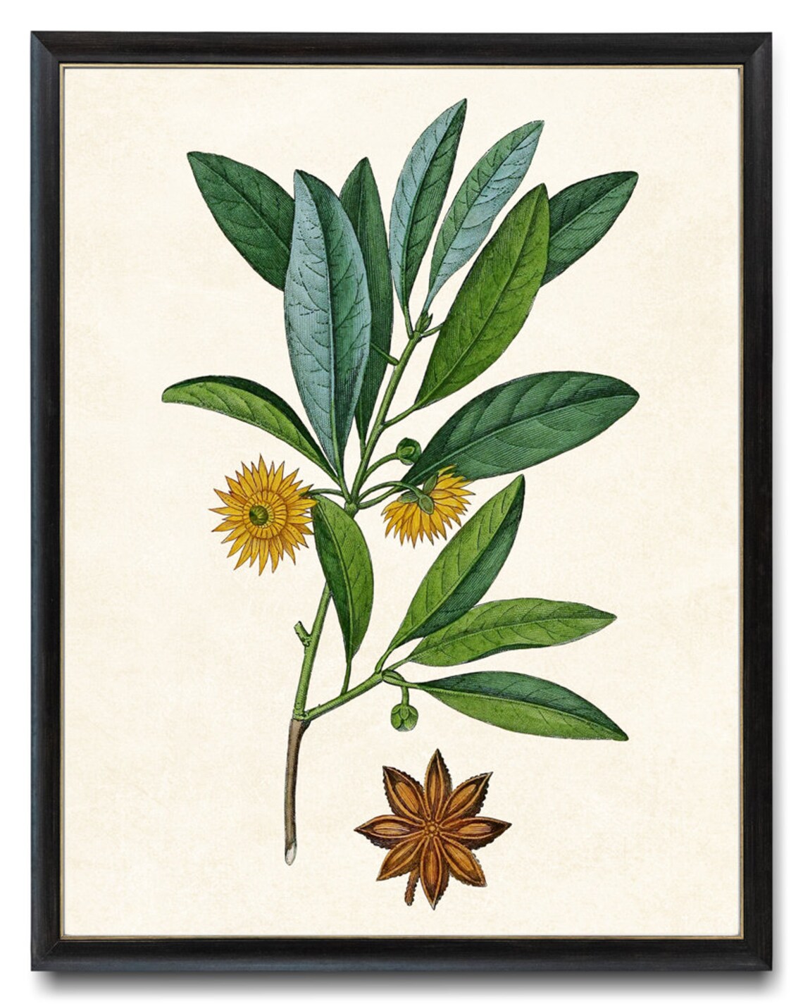 Star Anise Blossom and Seed Pod Antique Botanical Illustration Poster - Image 4