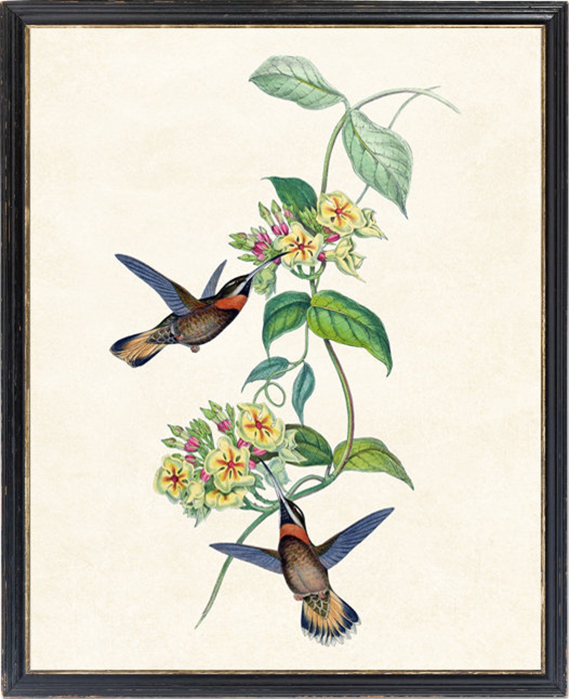 Vintage Hummingbirds and Flowers Antique Botanical Bird Poster - Image 4