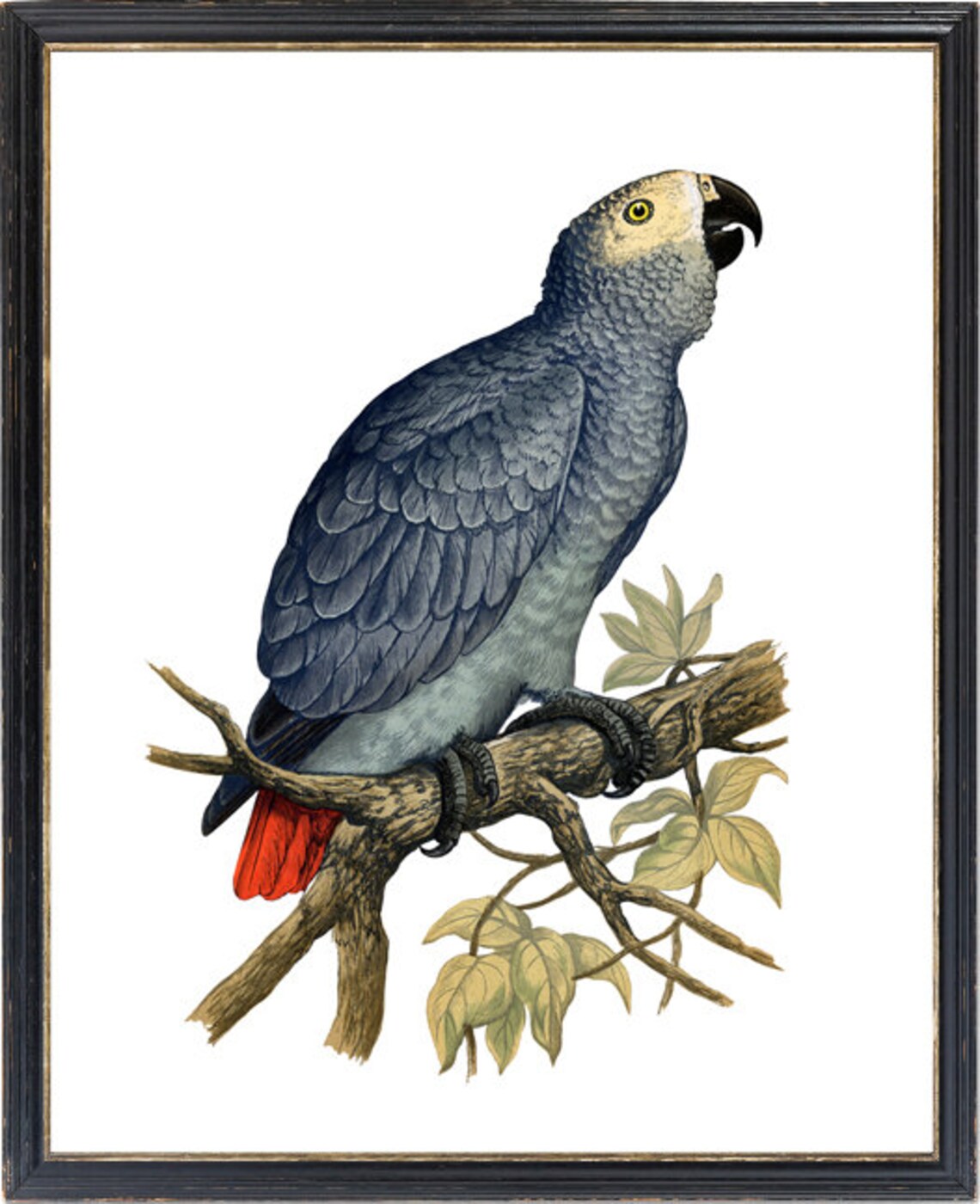 African Grey Parrot Vintage Illustration Silver Bird Red Tail Poster - Image 3