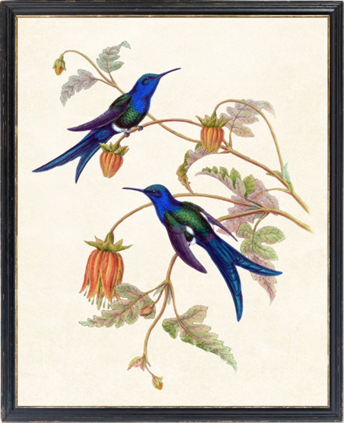 Hummingbird Art Western Swallowtail Vintage Illustration - Image 4