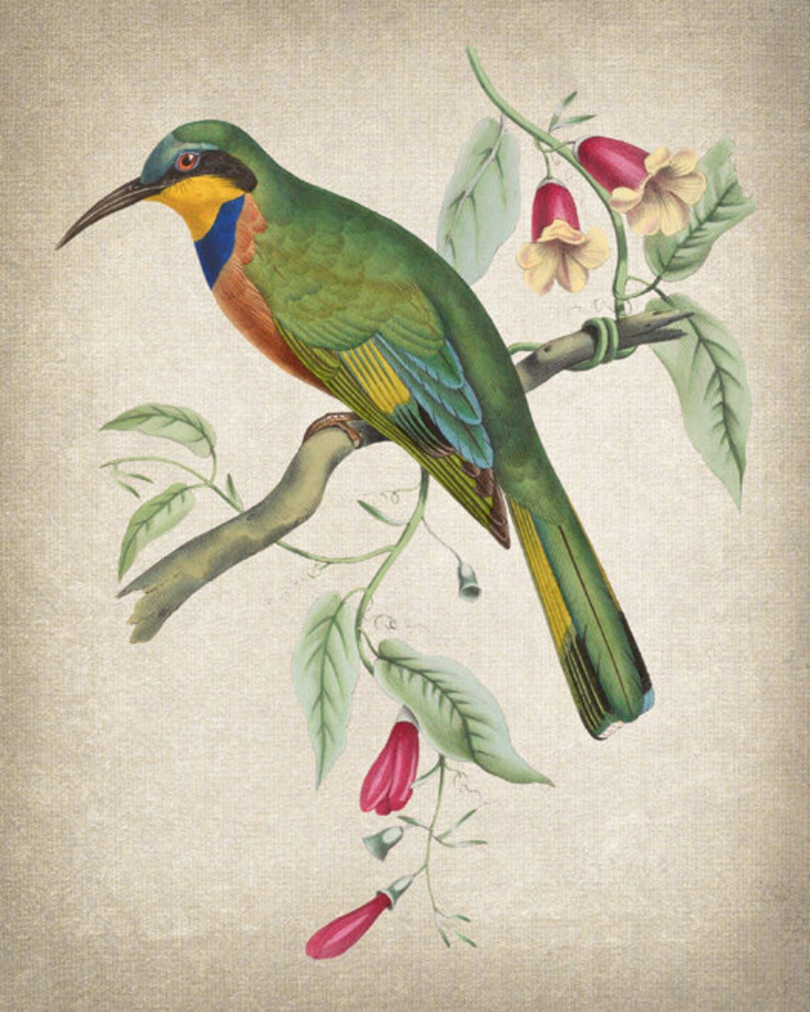 Vintage Bird And Botanical Art Print, Bee Eater - Image 2