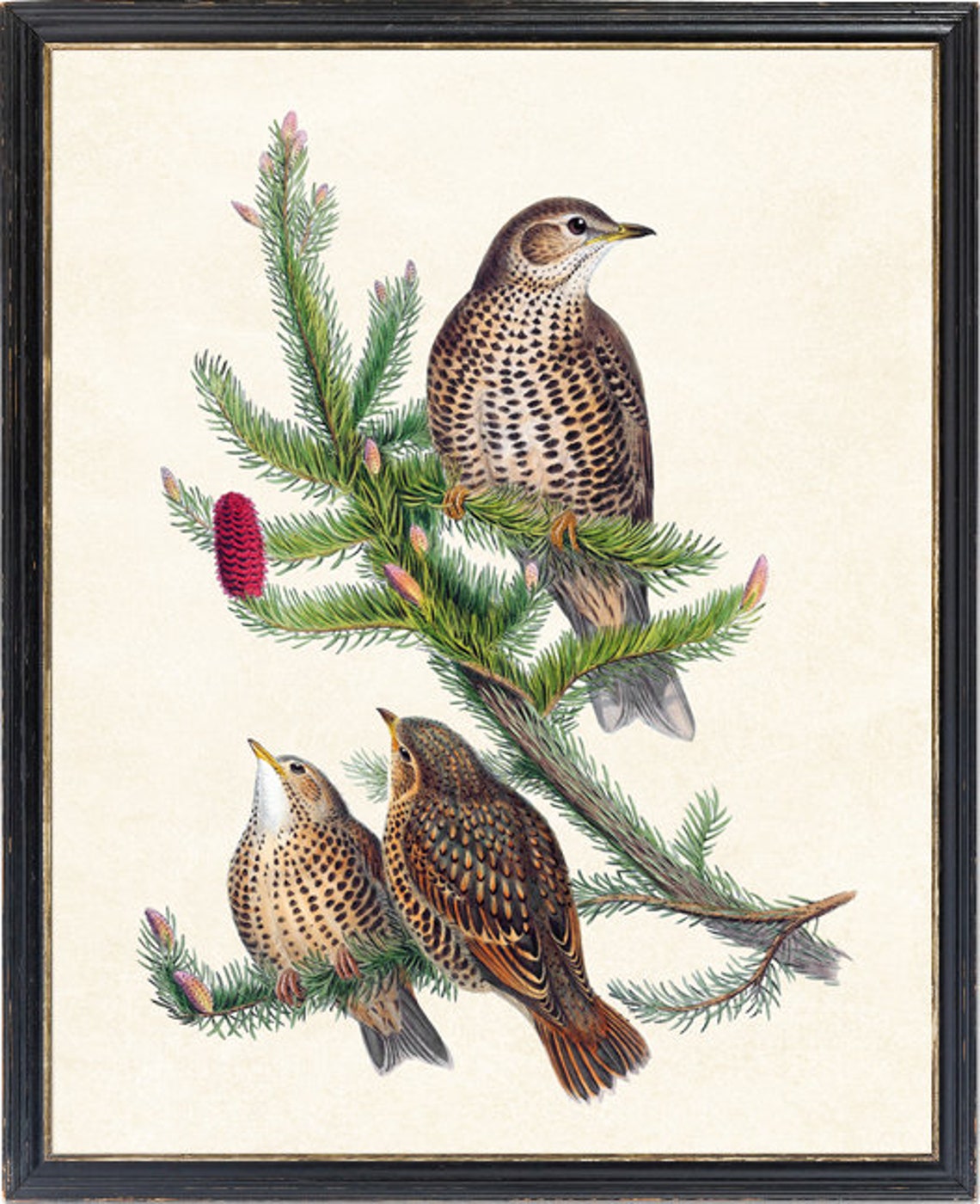 Spotted Thrush Trio On Pine Branch Vintage Natural History Bird Poster - Image 4