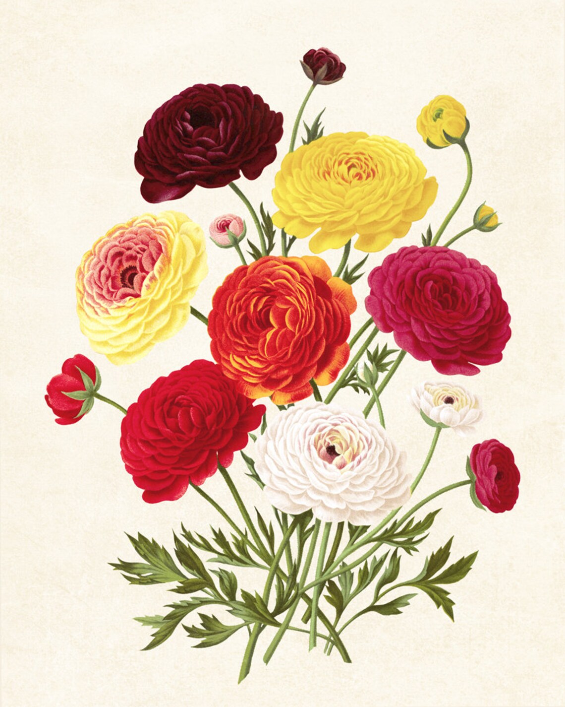 Autumn Floral Vintage Ranunculus Bouquet Art Print - Image 3