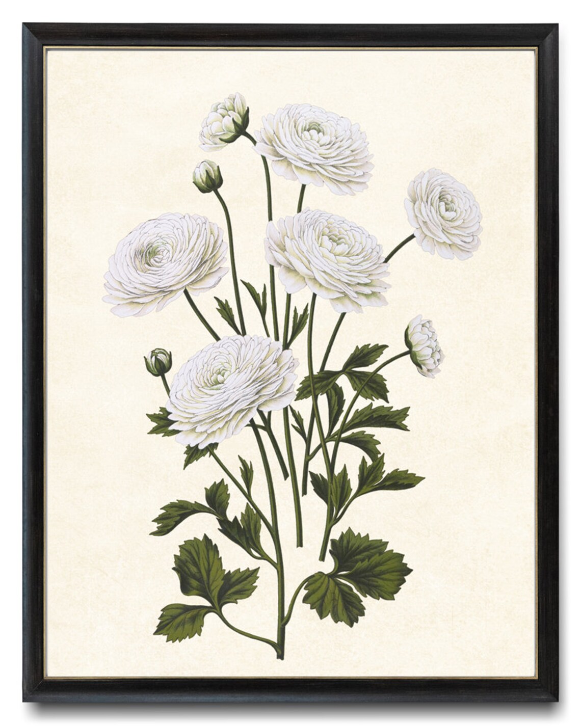 White Ranunculus Blooms Vintage Botanical Illustration Poster