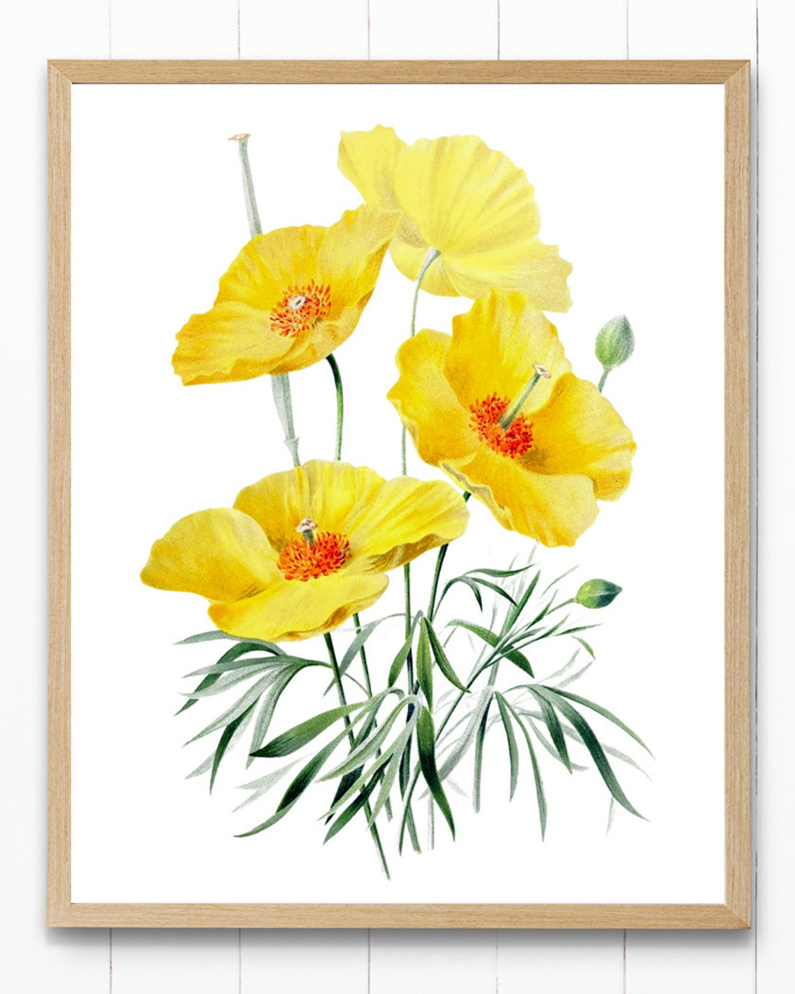 Bright Yellow Poppy Flowers Vintage Botanical Illustration Poster - Image 4