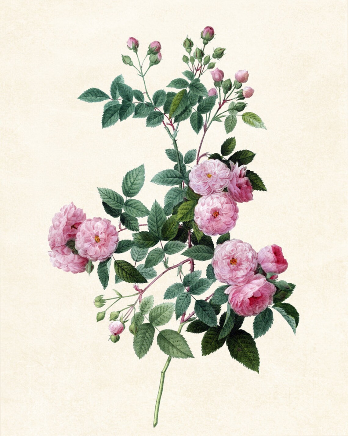 Pink Roses Antique Botanical Illustration Vintage Rose Poster - Image 3