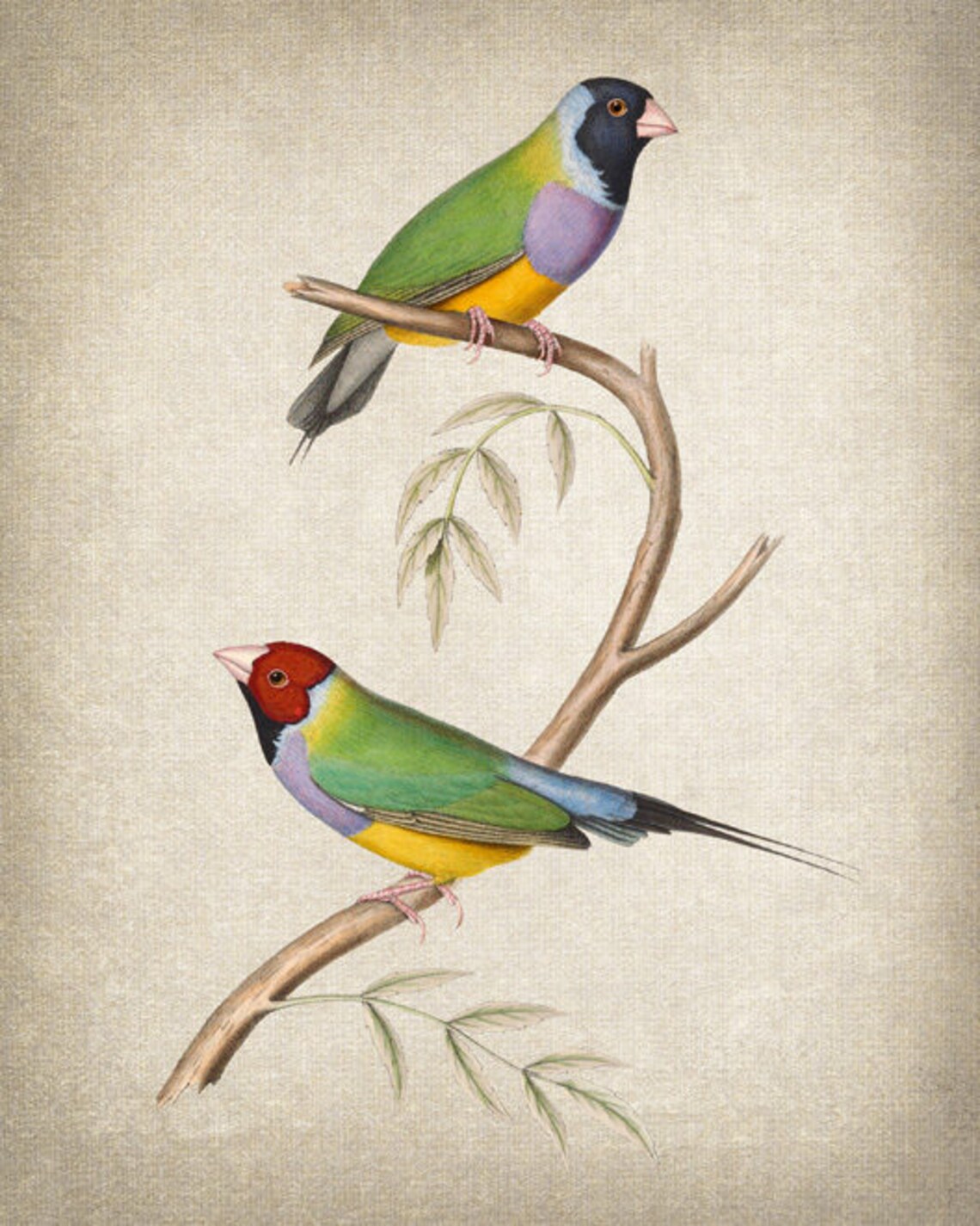 Gouldian Finch Vintage Illustration Art Print - Image 2