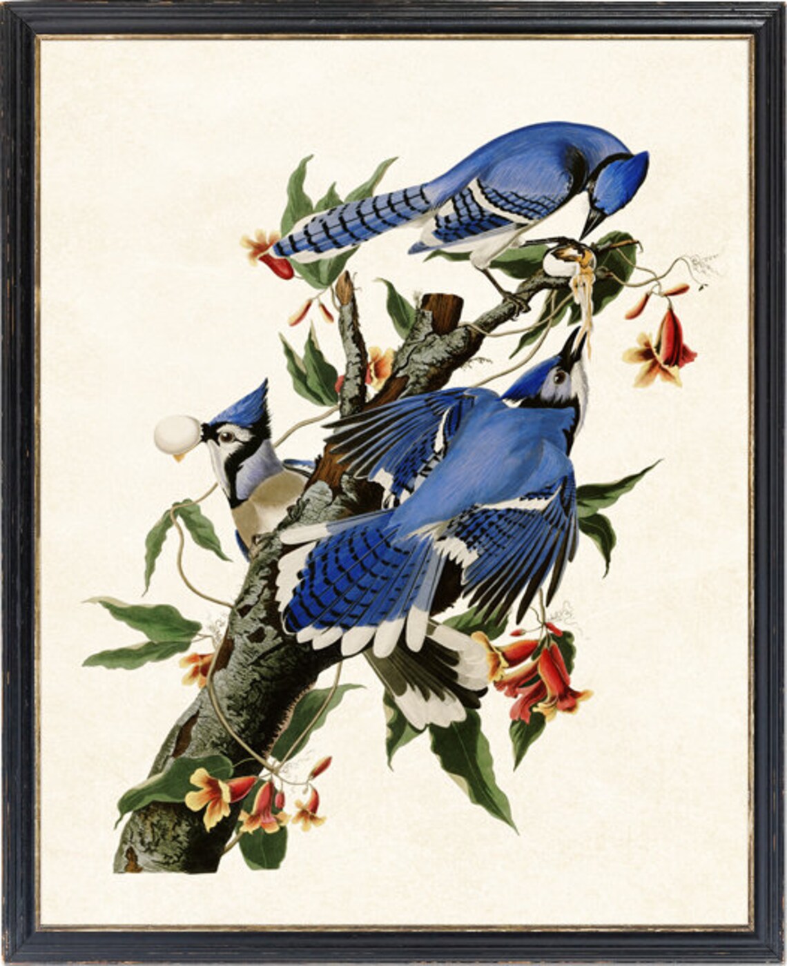 Blue Jays Vintage Bird Illustration Wall Art Print - Image 4