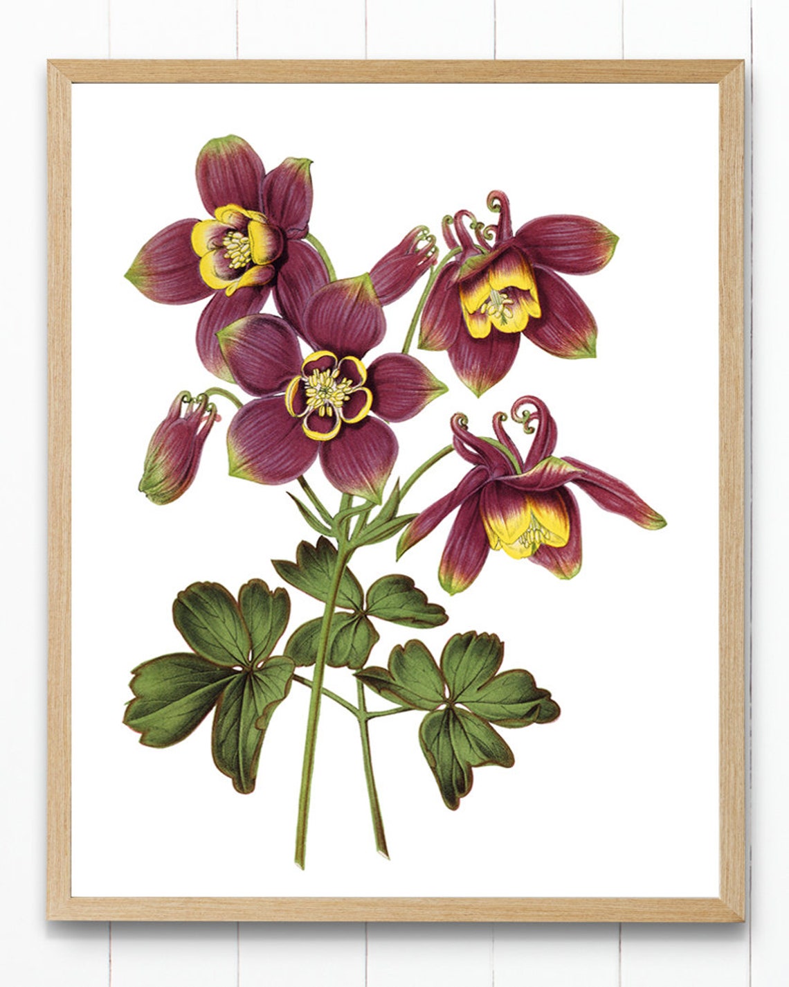 Purple Columbine Flowers Antique Botanical Illustration Poster - Image 4