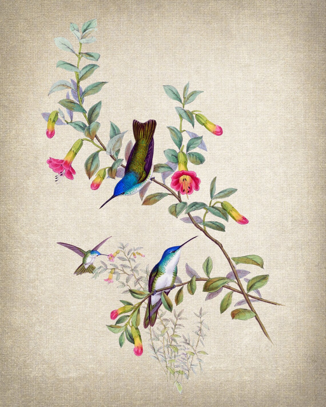 Three Hummingbirds Vintage Botanical Floral Illustration Poster - Image 2