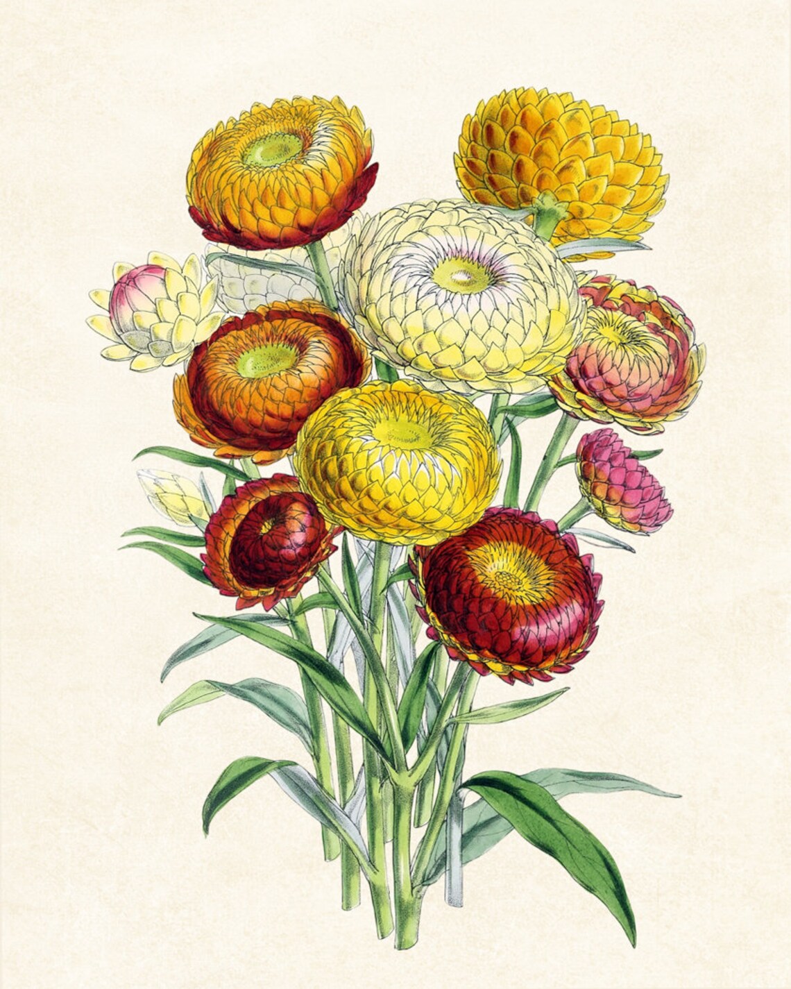 Everlasting Strawflower Bouquet Vintage Floral Botanical Art Poster - Image 3