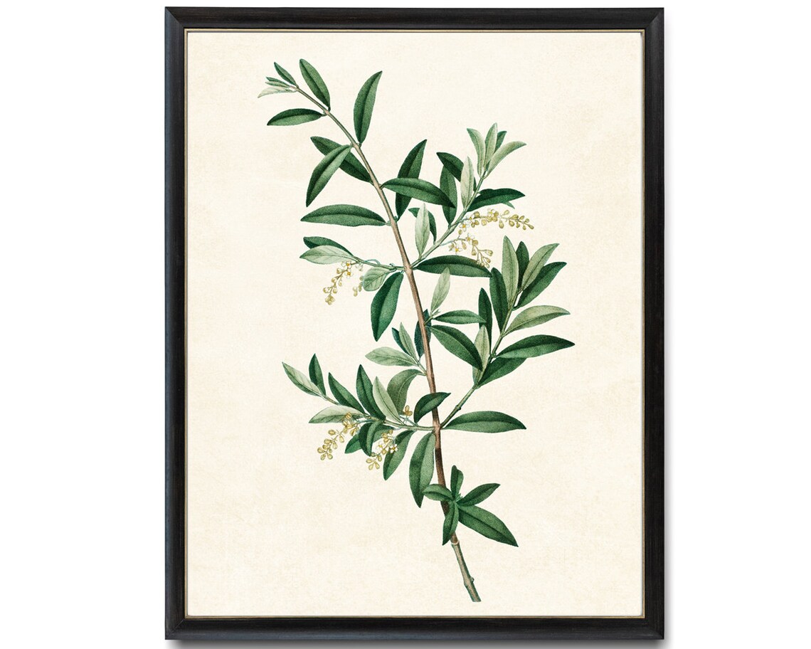 Green Olive Tree Branch Vintage Botanical Art Print