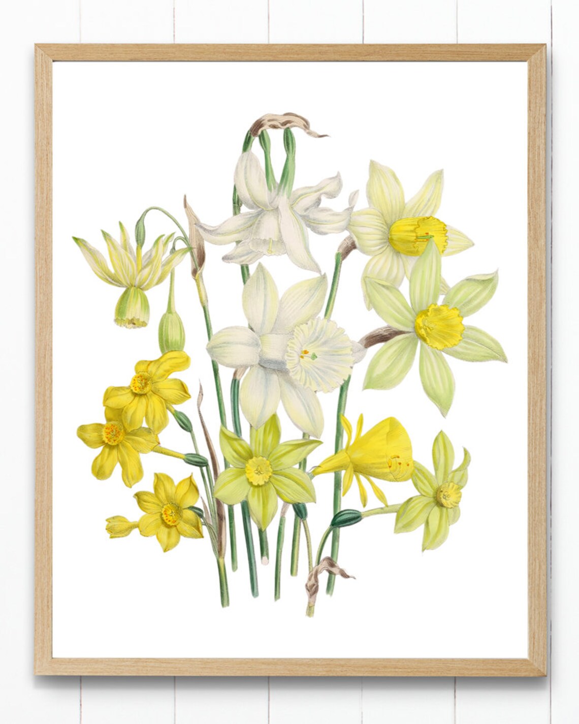 Garden Daffodils Vintage Botanical Narcissus Flower Art Poster - Image 4