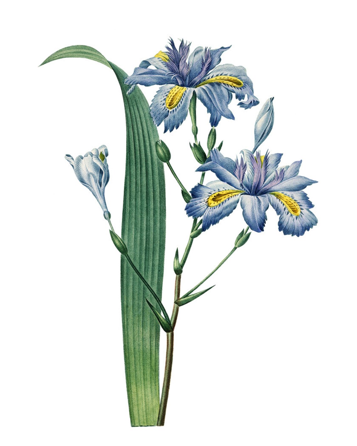Blue Iris Japonica Vintage Illustration Art Print - Image 2