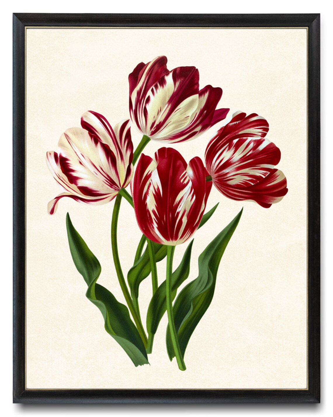 Spring Flowers Vintage Tulip Botanical Art Print
