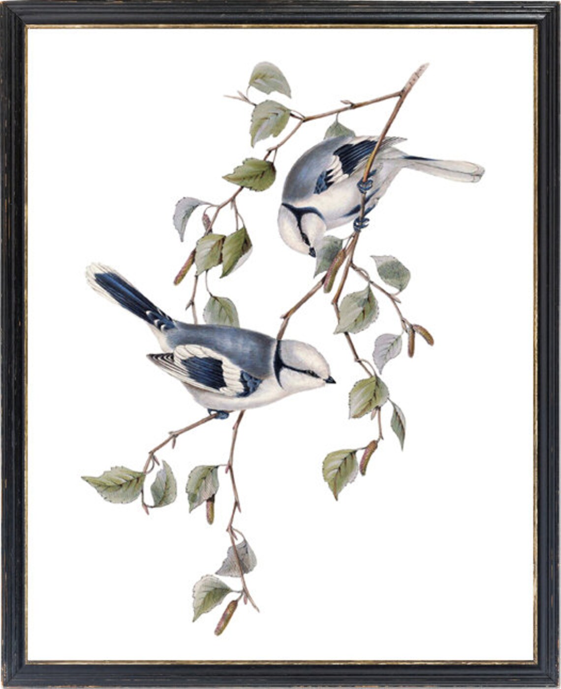 Azure Blue Tit Birds Vintage Illustration Art Print - Image 3