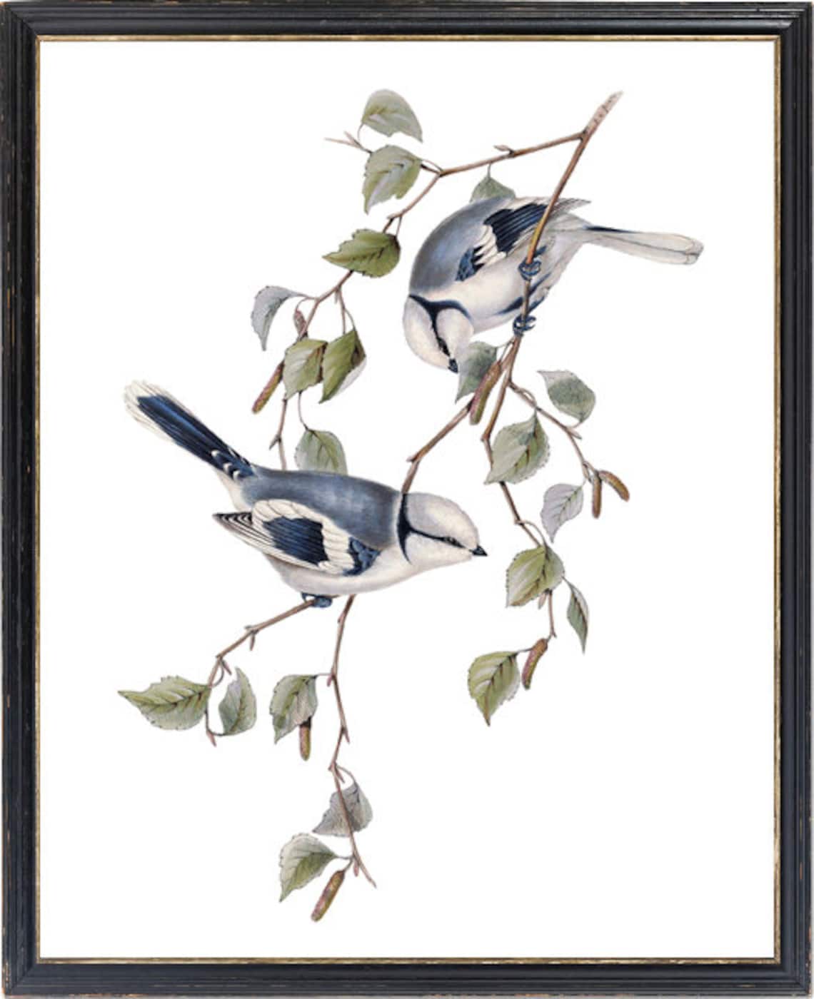 Azure Blue Tit Pair Vintage Bird Illustration Antique Nature Print - Image 3
