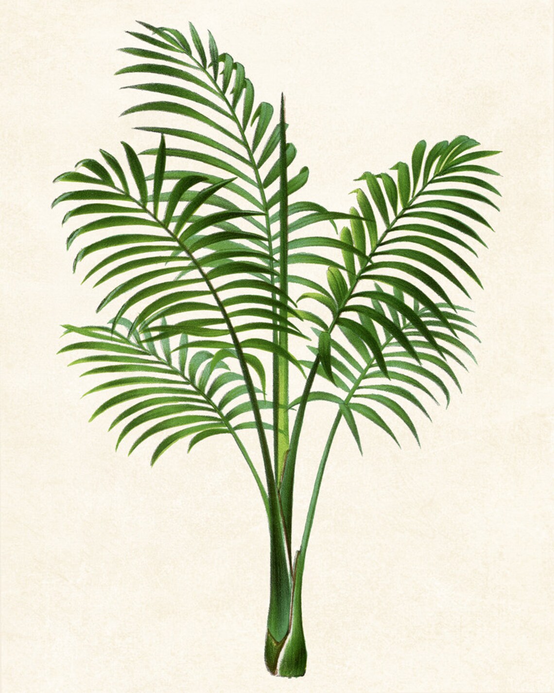 8x10 Art Print Tropical Palm Plant Vintage Botanical Illustration Wall Art - Image 2