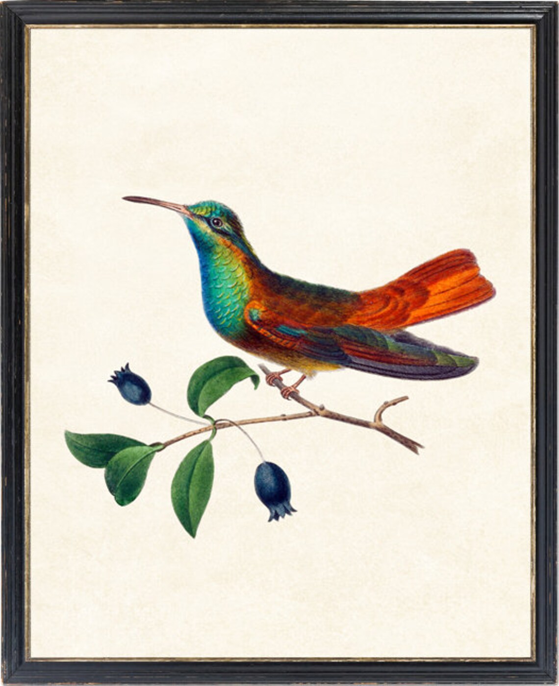 Vintage Hummingbird Illustration Rustic Antique Style Bird Art Poster - Image 2