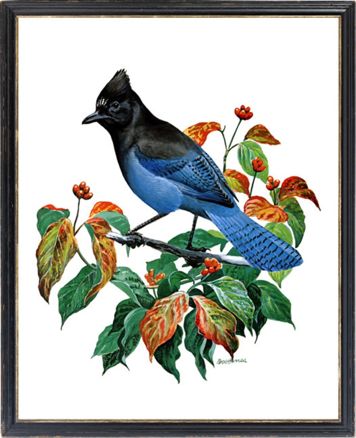 Stellers Jay Vintage Illustration Art Print - Image 3