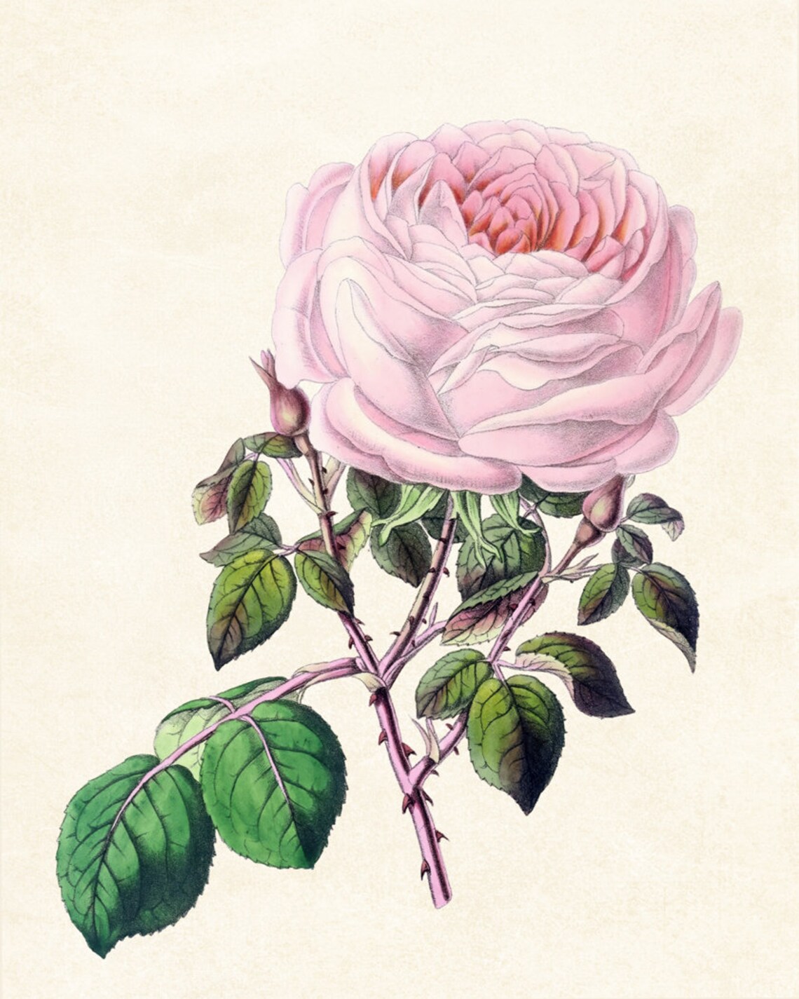 Lush Pink Tea Rose Bloom Grand Antique Botanical Rose Portrait Poster - Image 3