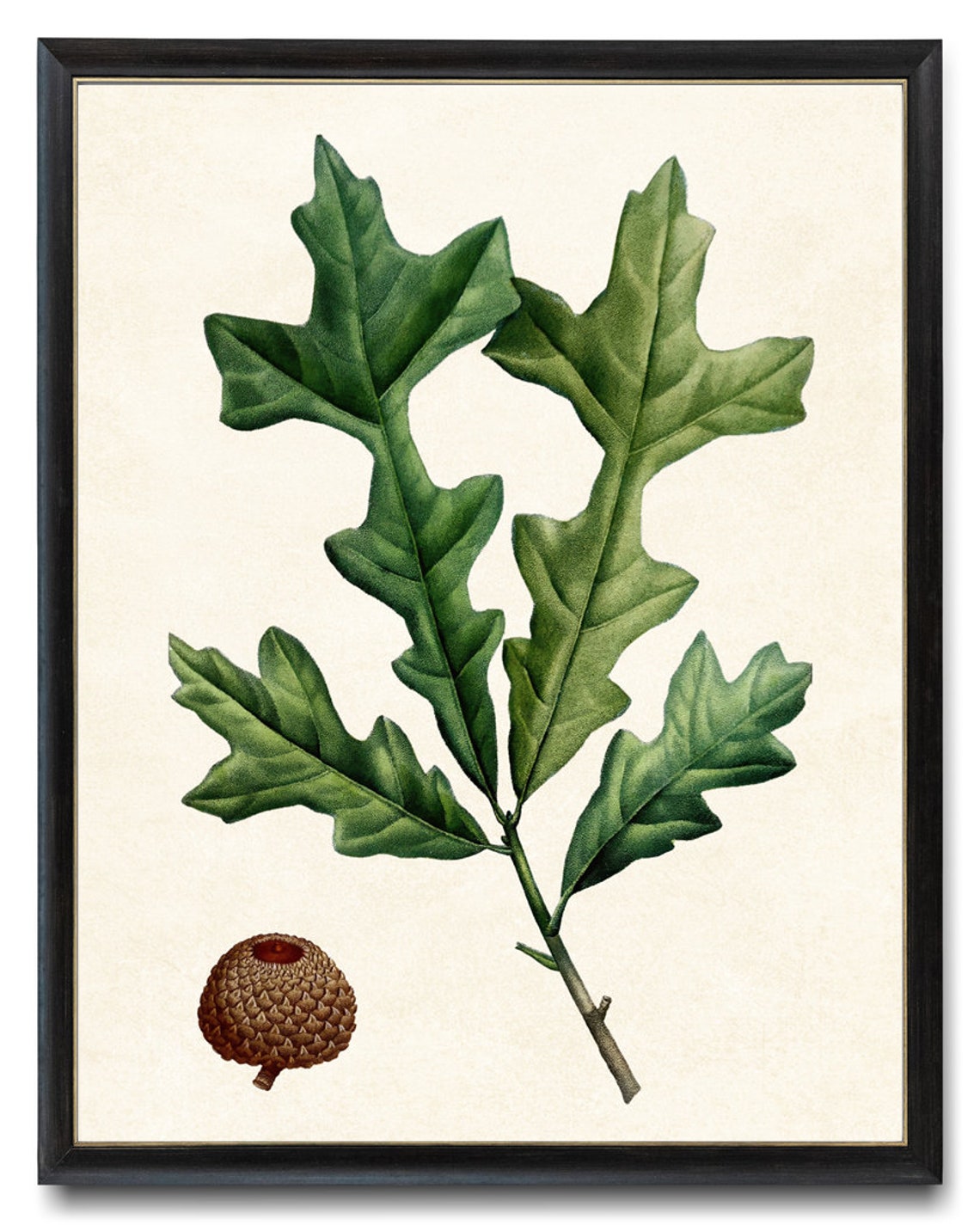 Overcup Oak Leaves Acorn Cup Vintage Botanical Illustration Print - Image 4