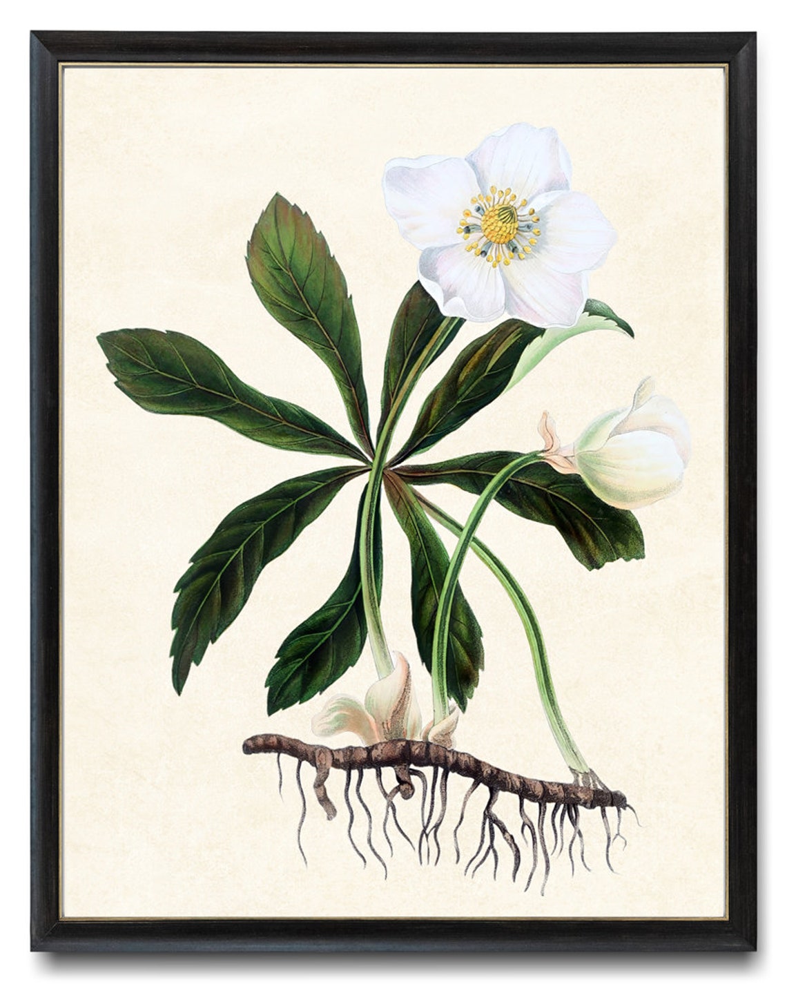 White Hellebore Christmas Rose Vintage Botanical Root Study Poster