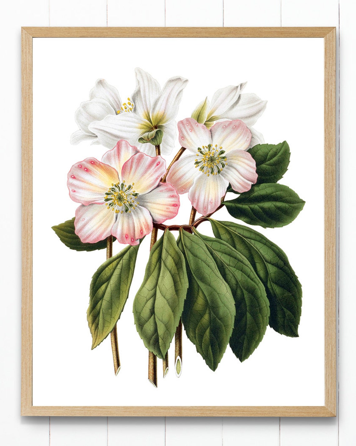 Pink White Hellebore Flowers Vintage Botanical Illustration Poster - Image 4
