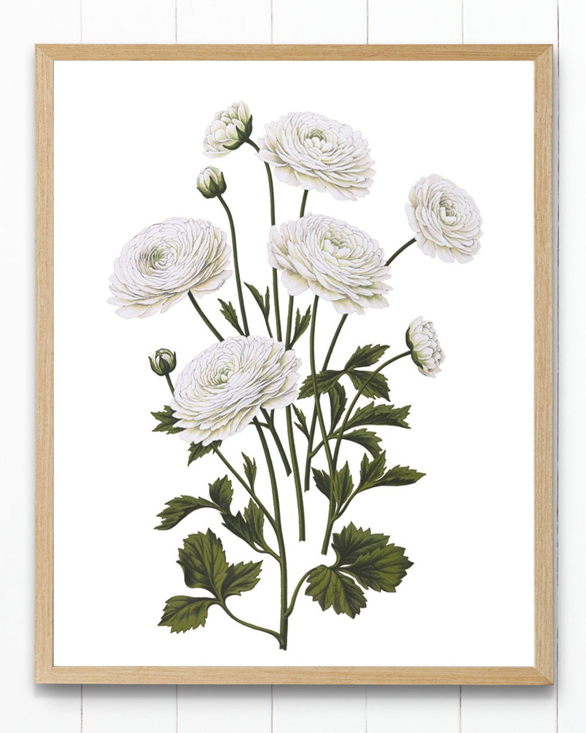 White Ranunculus Blooms Vintage Botanical Illustration Poster - Image 4