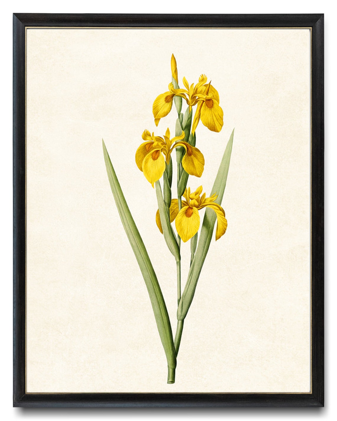 Yellow Iris Stems Vintage Botanical Flower Illustration Poster