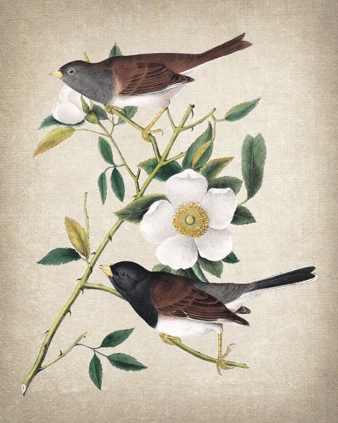 Audubon Bird Art Oregon Snow Birds Vintage Art Print - Image 2