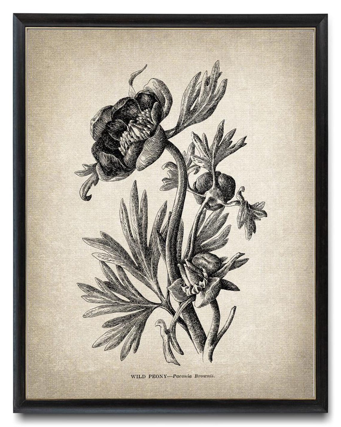 Wild Peony Botanical Vintage Line Art Drawing Elegant Wall Art - Image 3