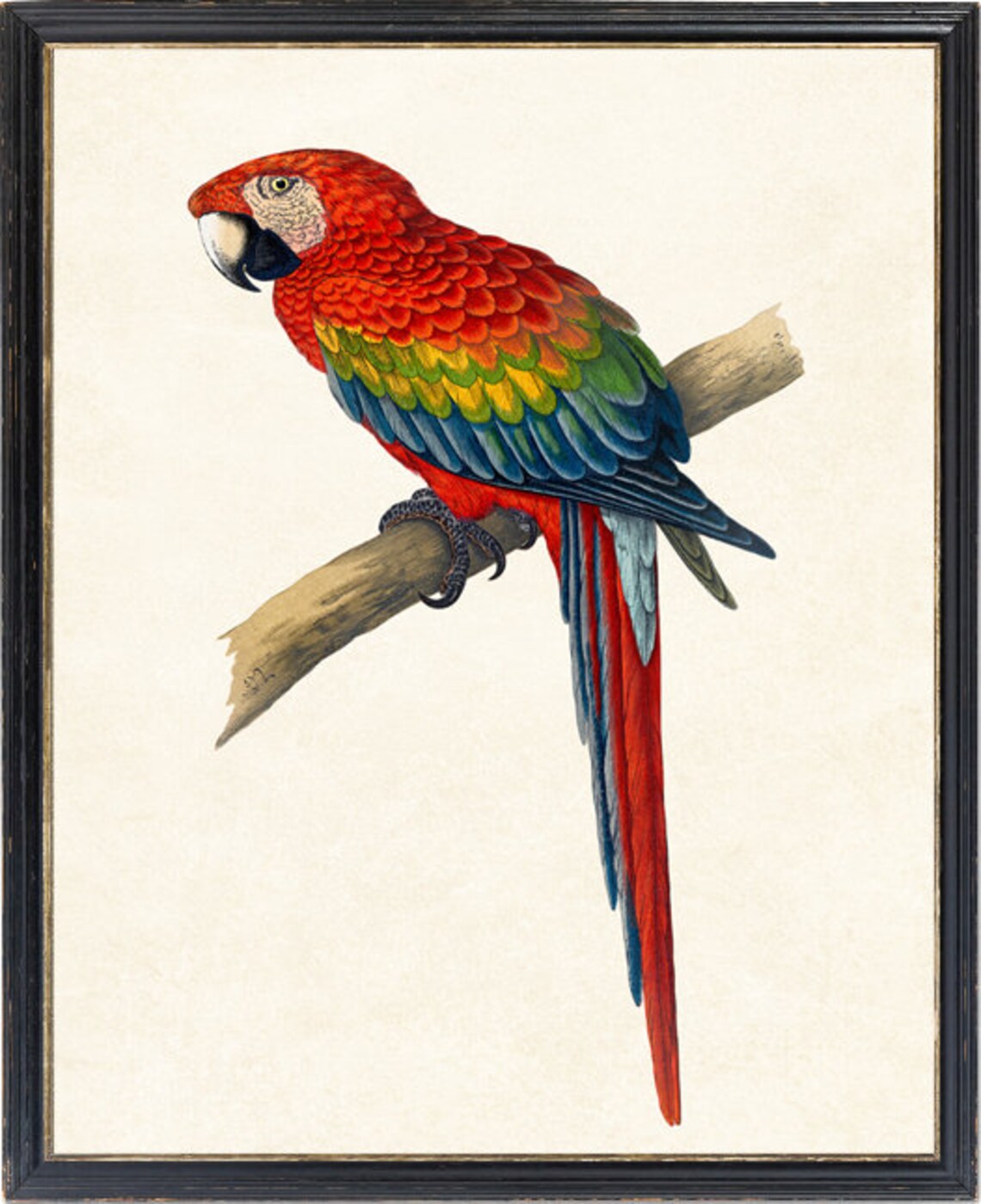 Vintage Red And Blue Macaw Art Print - Image 4