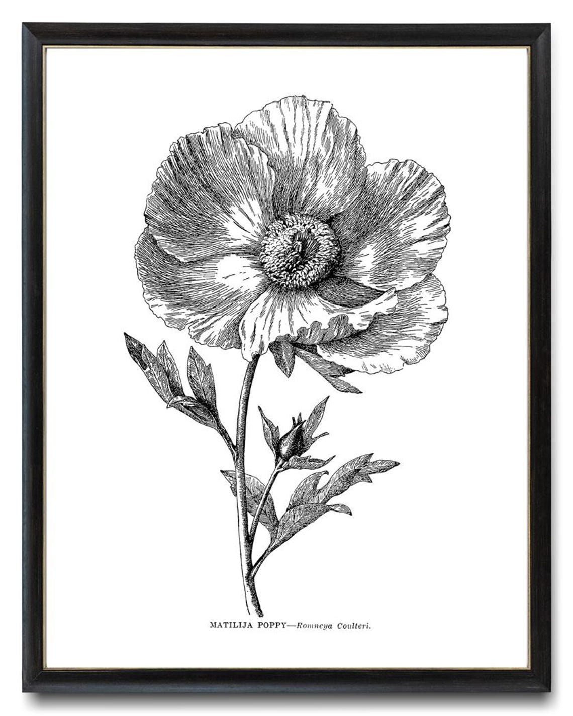 Matilija Poppy Romneya Coulteri Vintage Botanical Line Art Poster - Image 4
