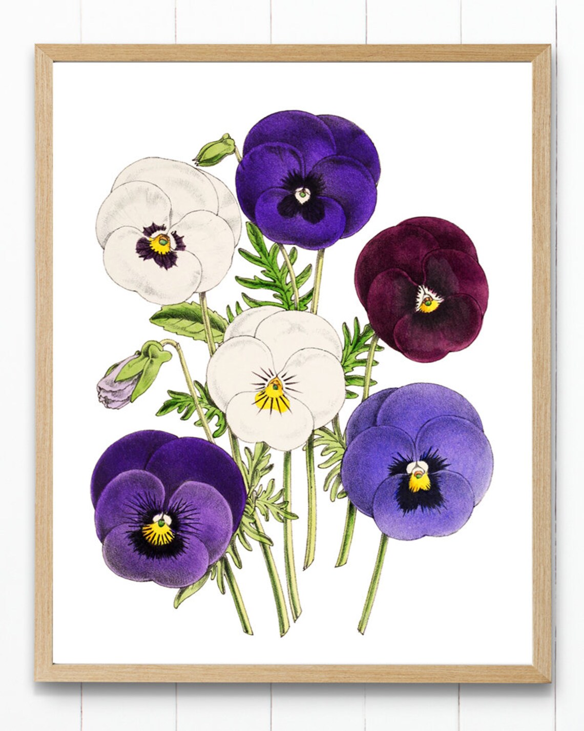 Purple White and Burgundy Pansy Flowers Vintage Botanical Poster Art - Image 3
