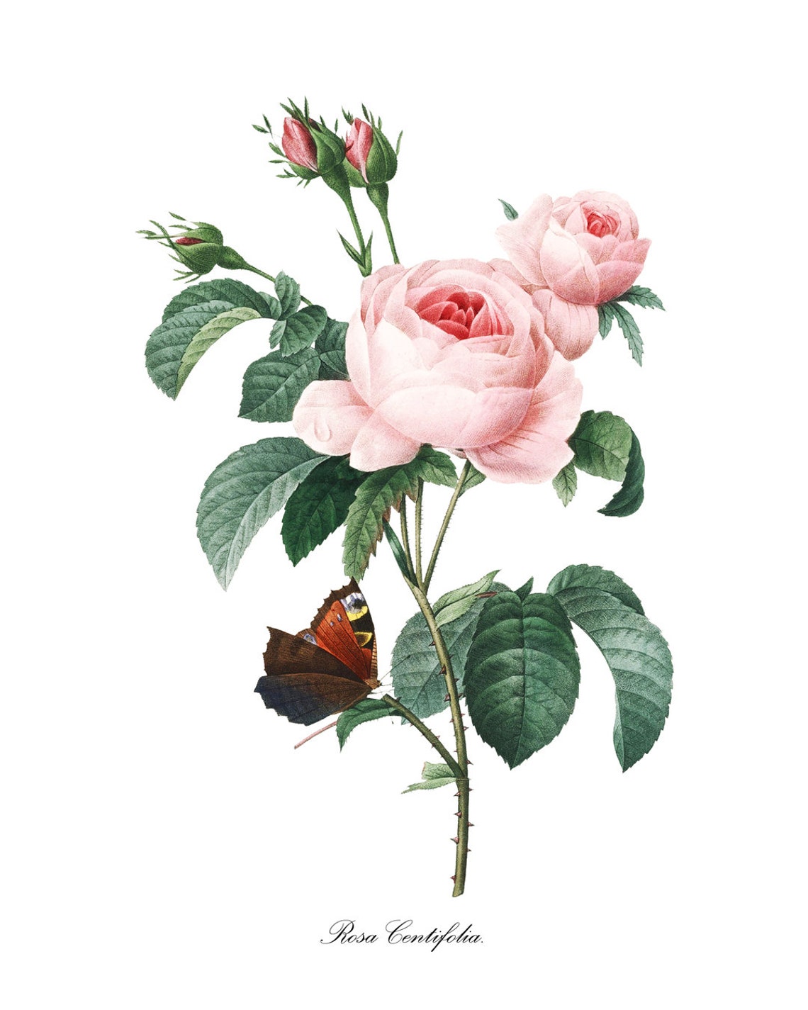 Rosa Centifolia Pink Roses With Butterfly Vintage Botanical Poster - Image 3