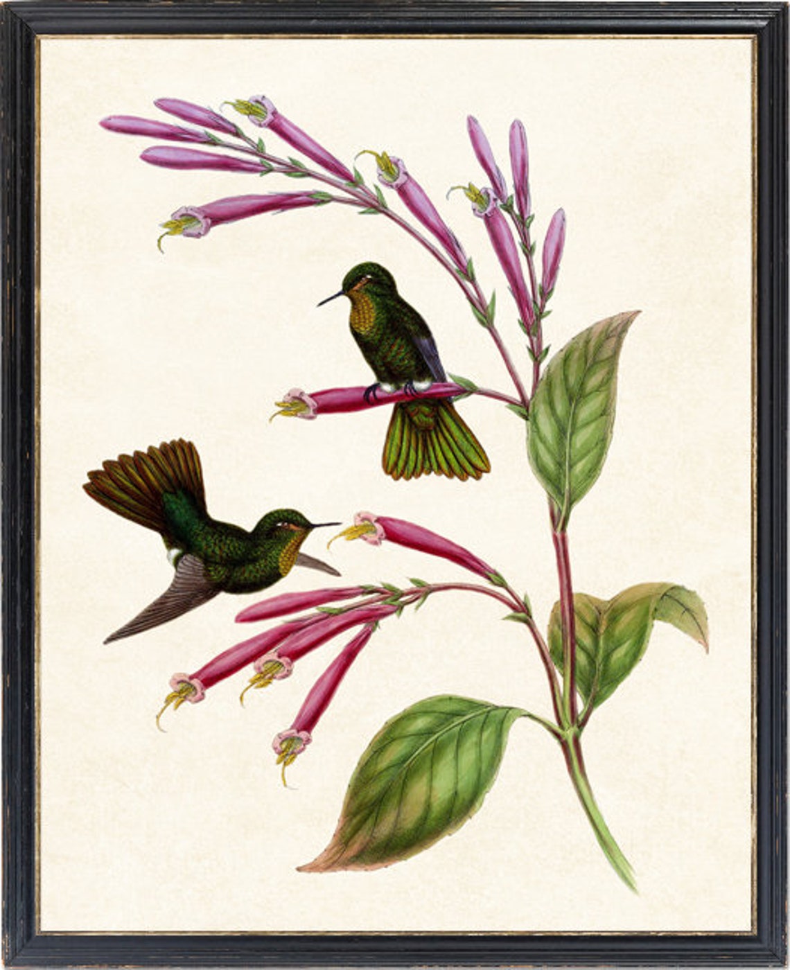 Vintage Green Hummingbird Pair Pink Trumpet Flower Art Poster - Image 4