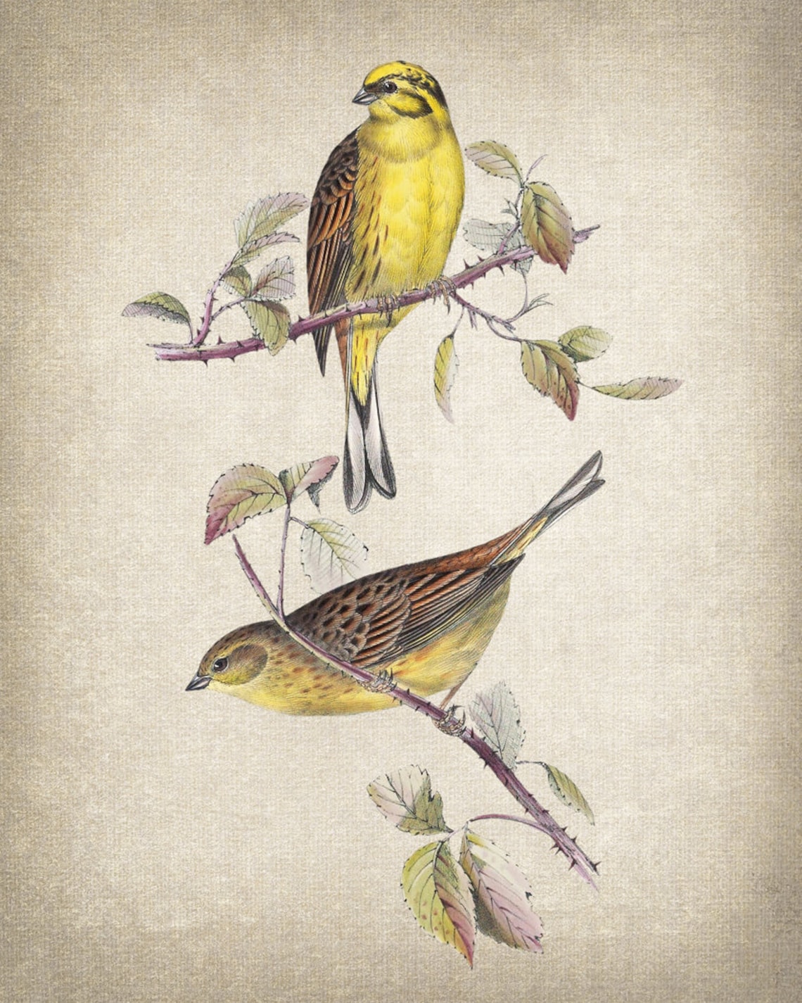 Pair of Yellowhammer Birds on Thorny Branch Vintage Ornithology Poster - Image 2
