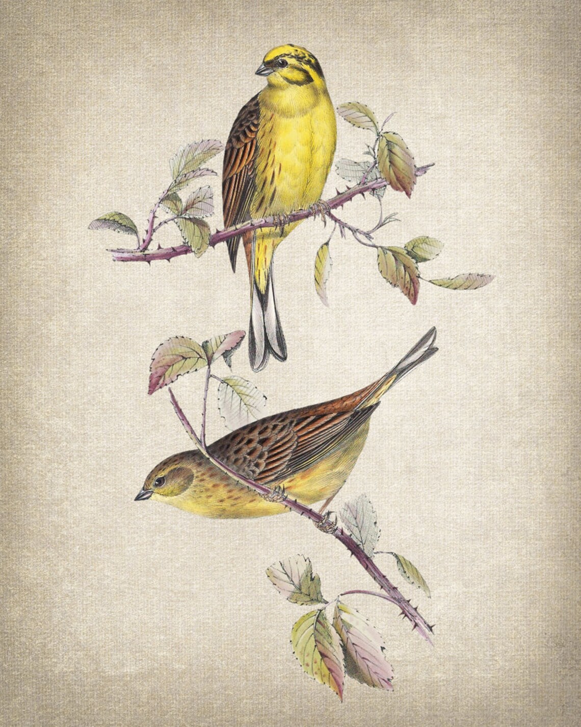 Yellow Bunting Songbird Pair Vintage Botanical Illustration Poster - Image 2