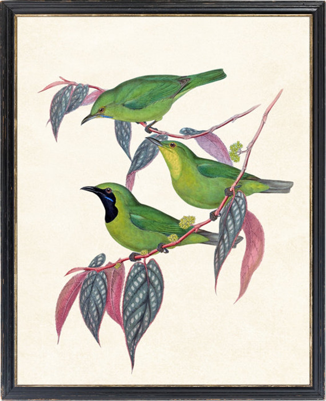 Java Leafbird Trio Classic Antique Ornithological Bird Poster - Image 4