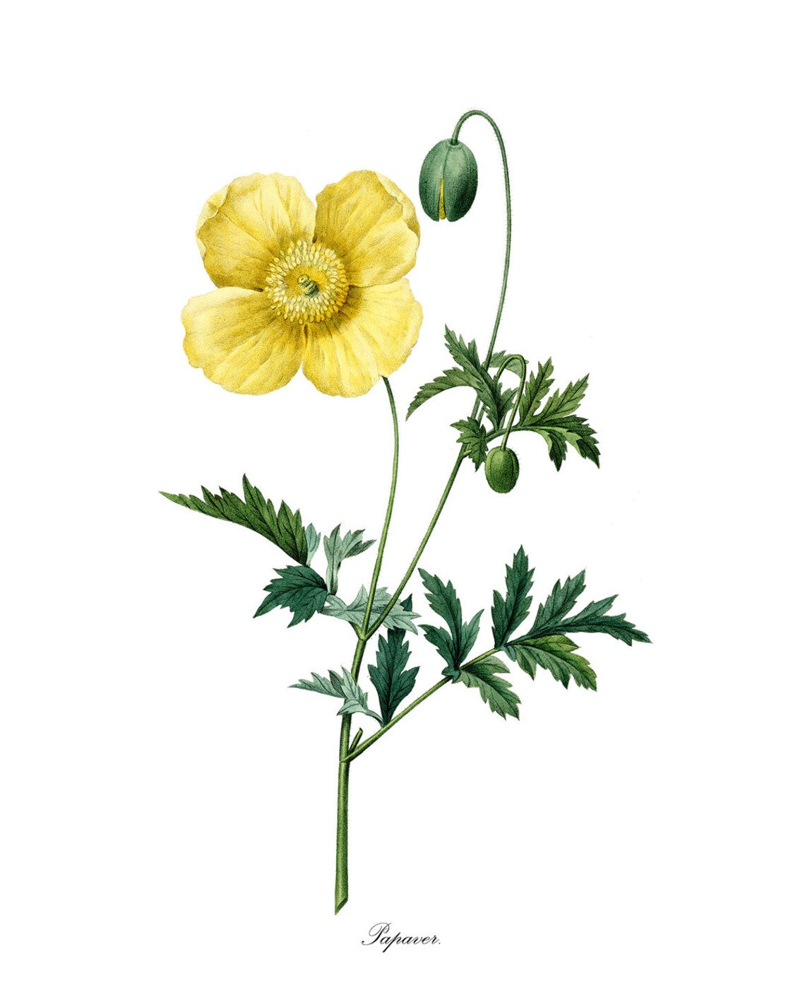 Golden Yellow Poppy Papaver Vintage Botanical Flower Bloom Poster - Image 3