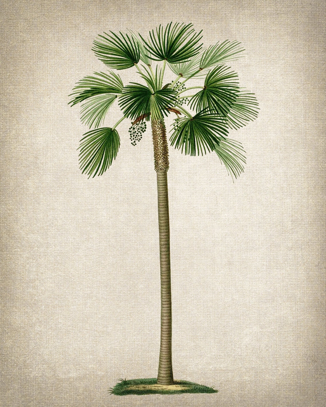 Fan Palm Vintage Botanical Illustration Tropical Tree Art Poster - Image 2