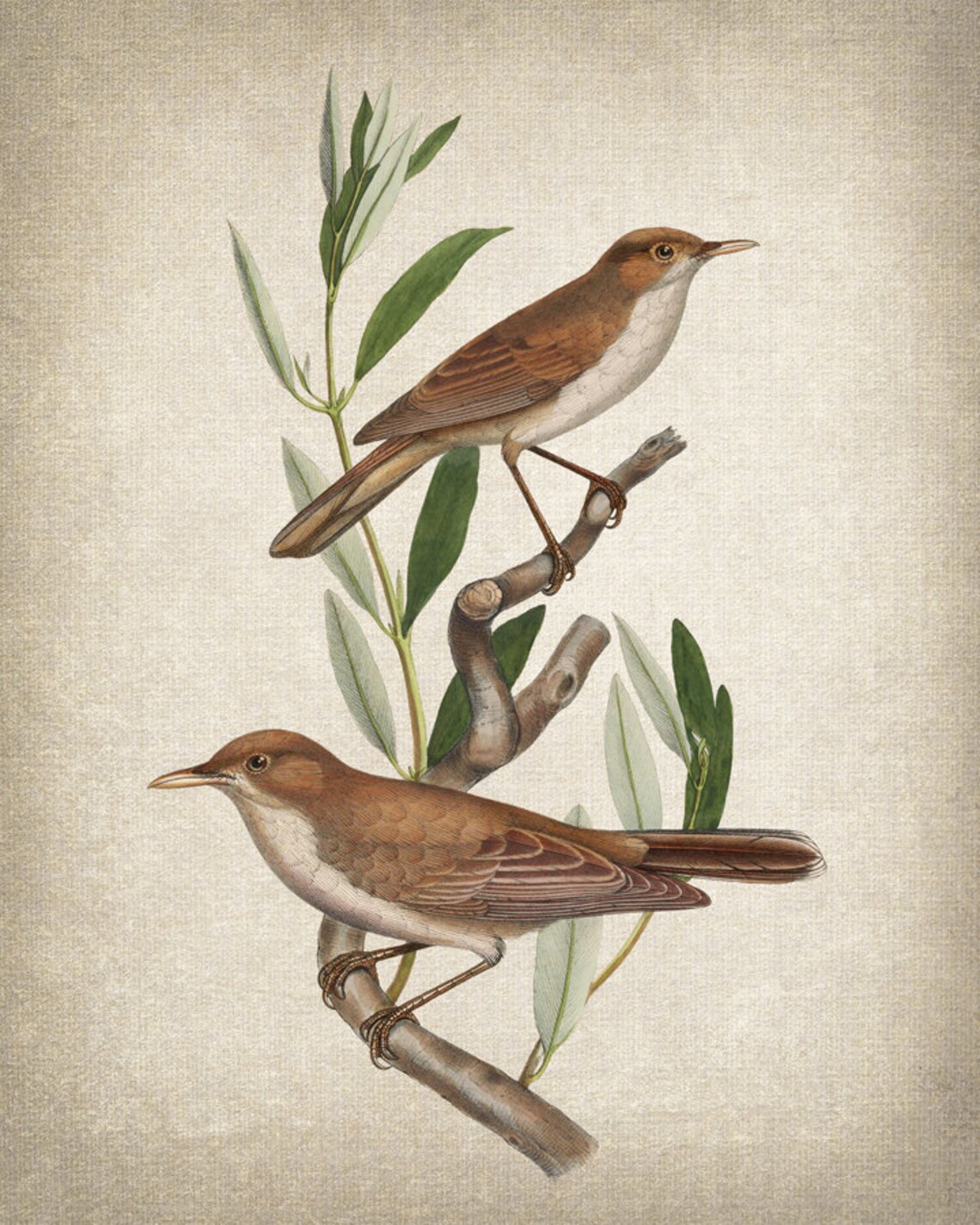 Two Brown Songbirds on Leafy Branch Vintage Illustration Print - Image 2