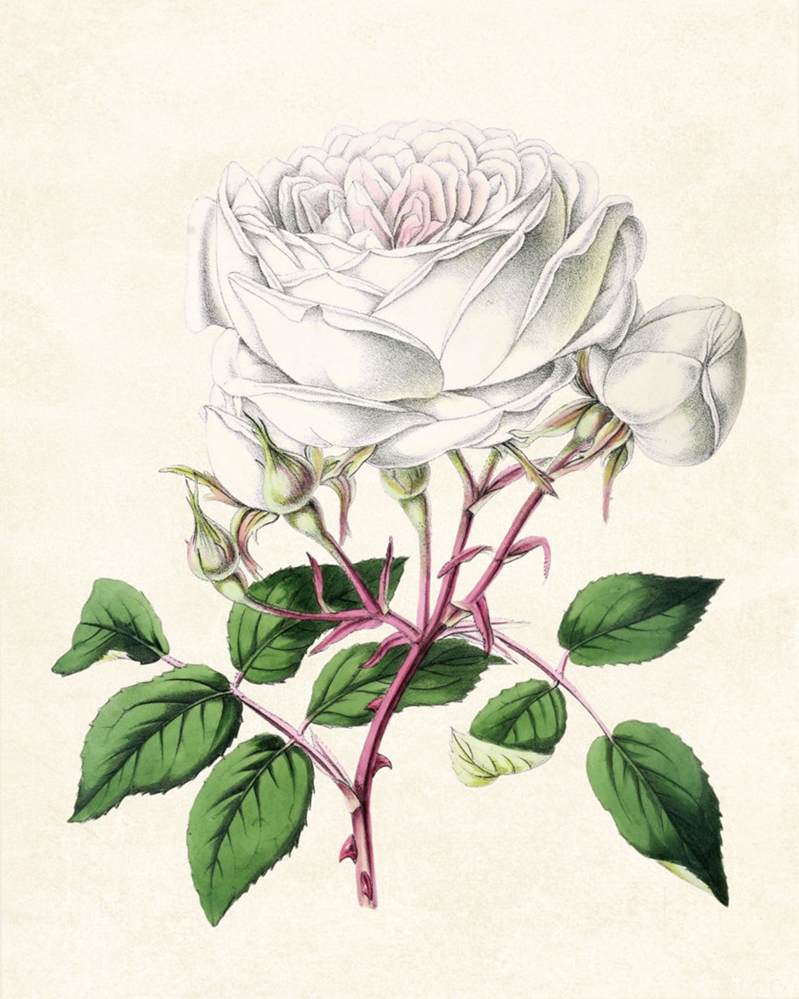 White Blush Rose Bloom with Buds Antique Botanical Study Poster - Image 3