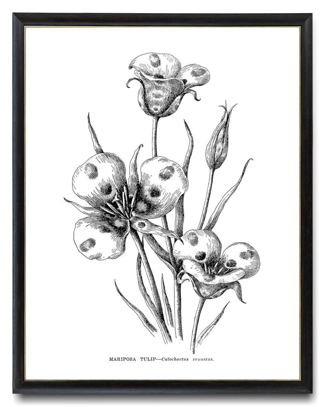 Mariposa Tulip Calochortus Venustus Vintage Botanical Line Poster - Image 4