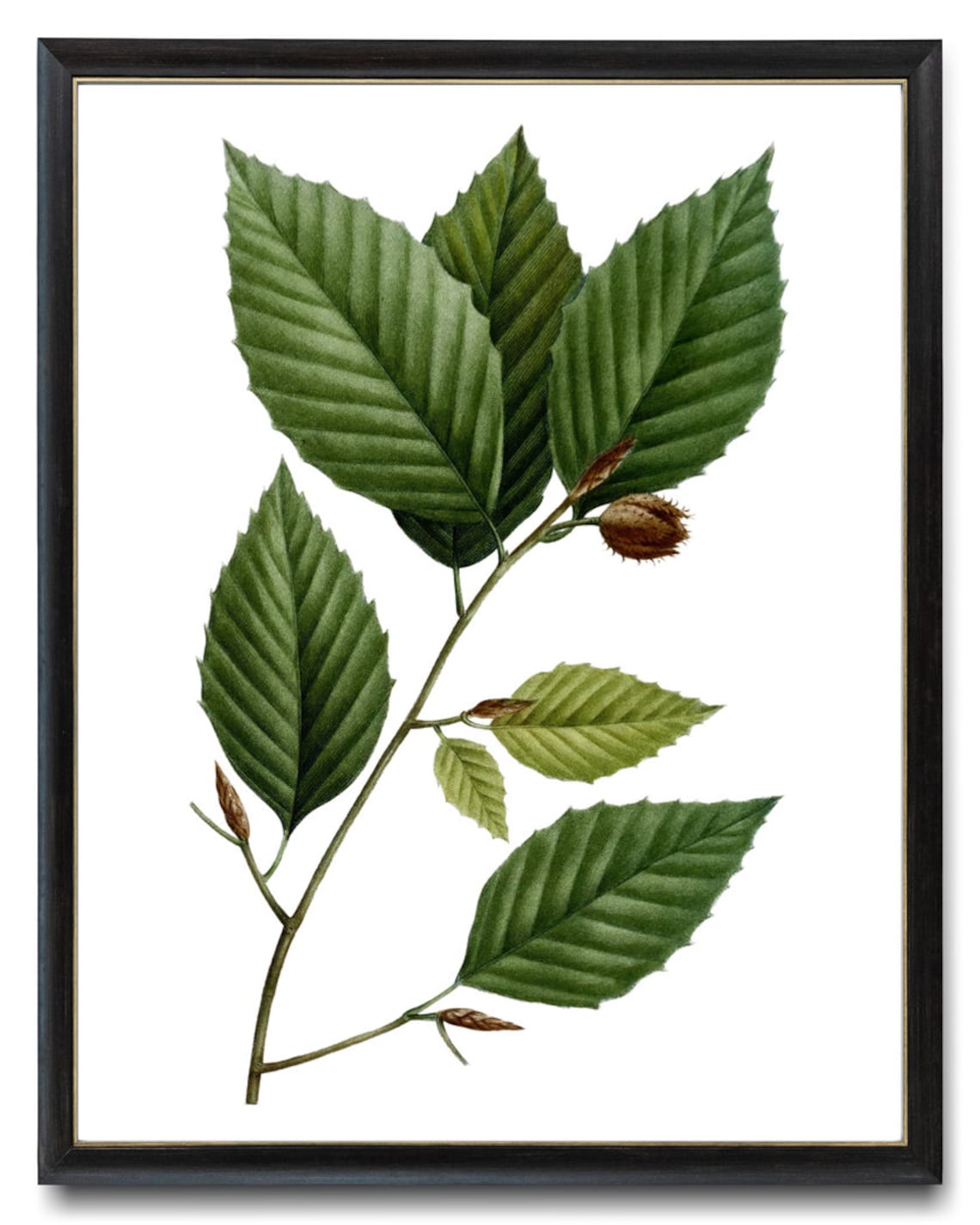 Botanical Print White Beech Tree Leaves, Vintage - Image 3