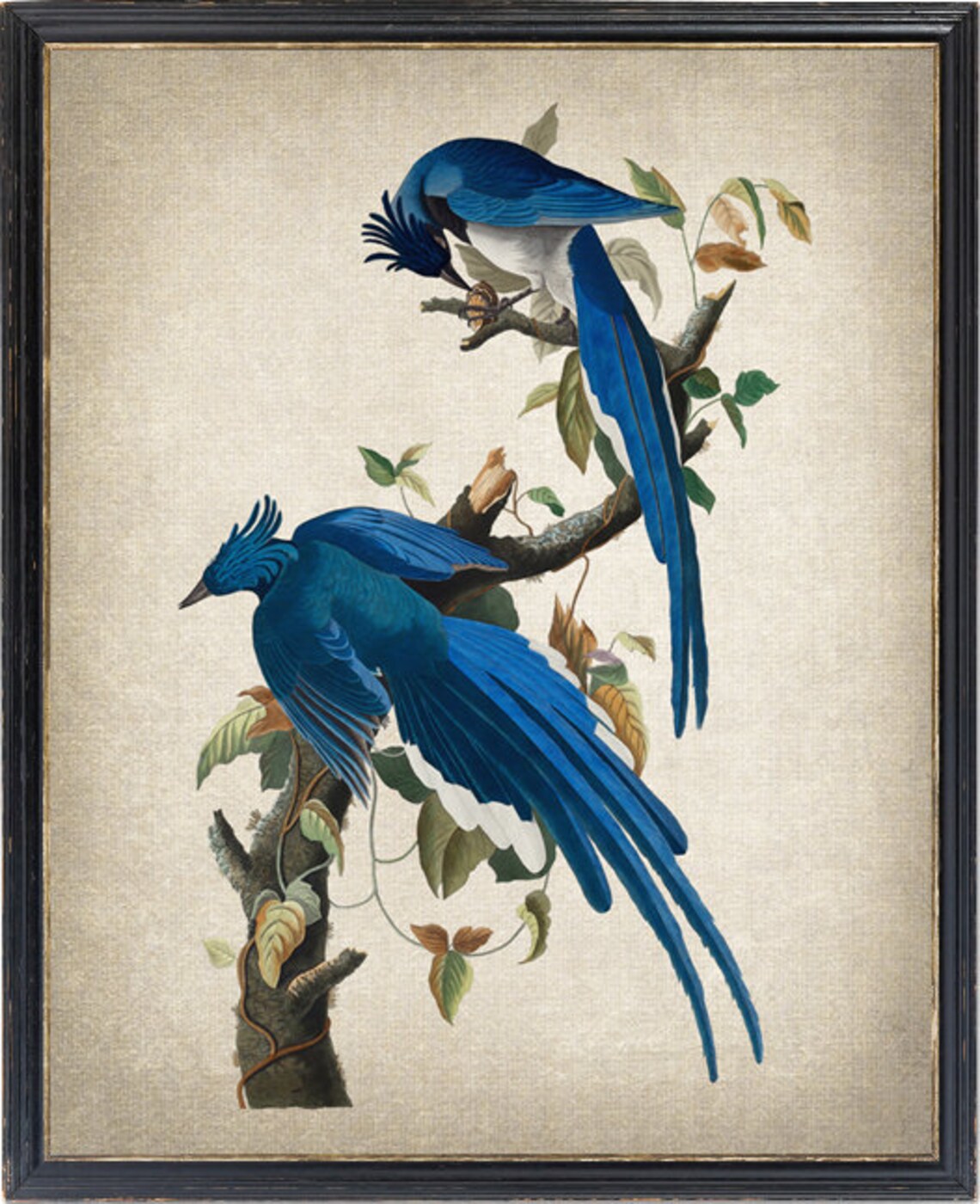 Audubon Columbia Jay Birds Vintage Illustration Art Print