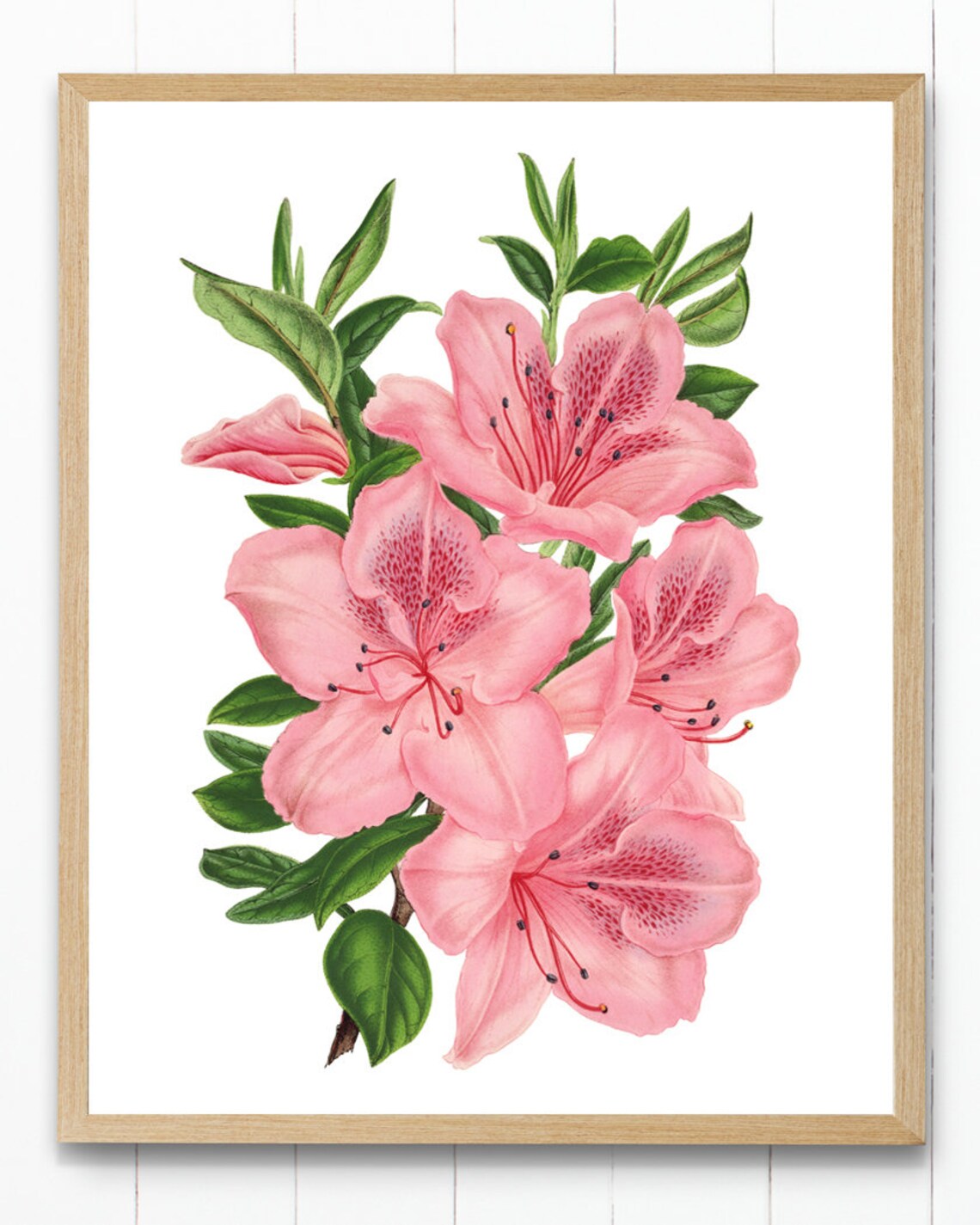 Pink Azaleas Vintage Flower Illustration Art Print - Image 4