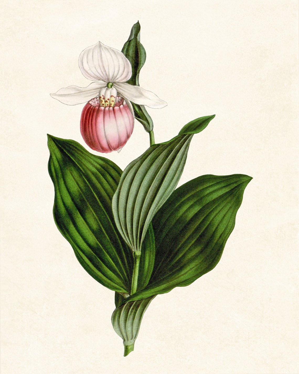 Pink White Lady Slipper Orchid Vintage Botanical Illustration Poster - Image 3